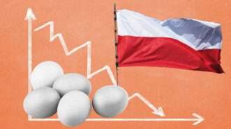 Polish egg prices | lllustration:Eddie Marshall/Bernard Bialorucki/Golib Tolibov/Kfyongkang/Dreamstime.com